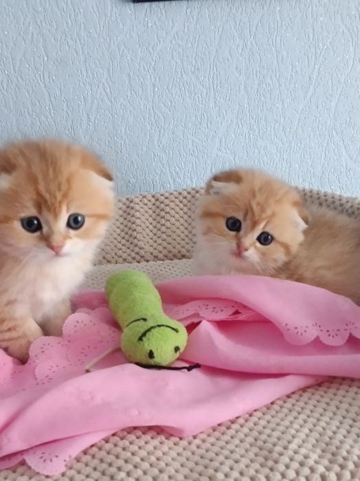 Грайливі котики вільні