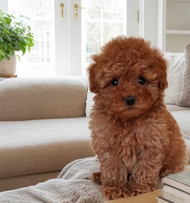 Чудесный мини мальчик мальтипу.