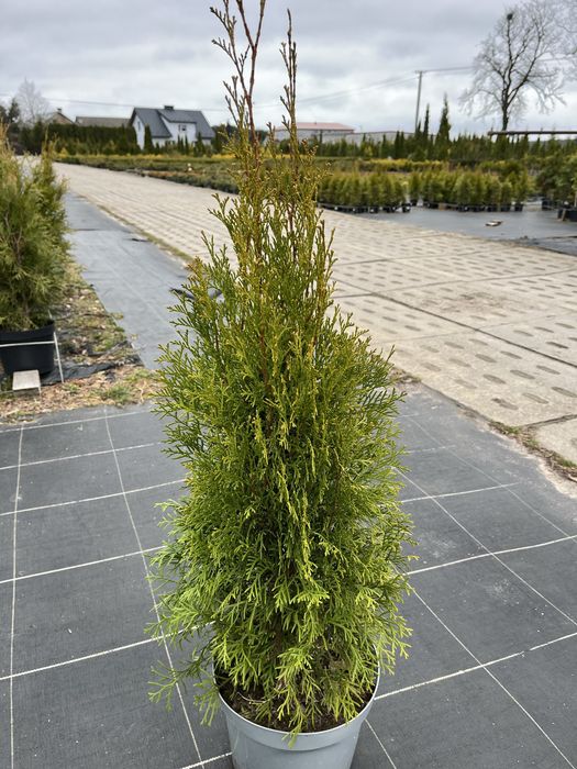 Tuja Thuja Tuje Szmaragd i Brabant – producent Dostawa i nasadzenia