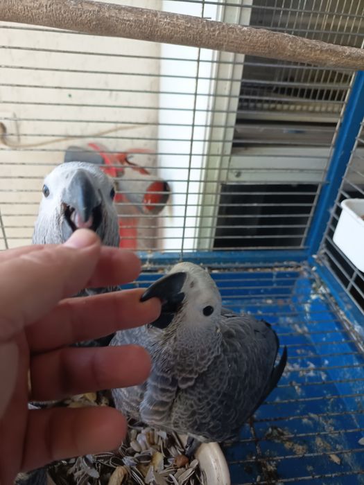 Papagaio cinzento
