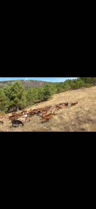 Cabras bravias registadas