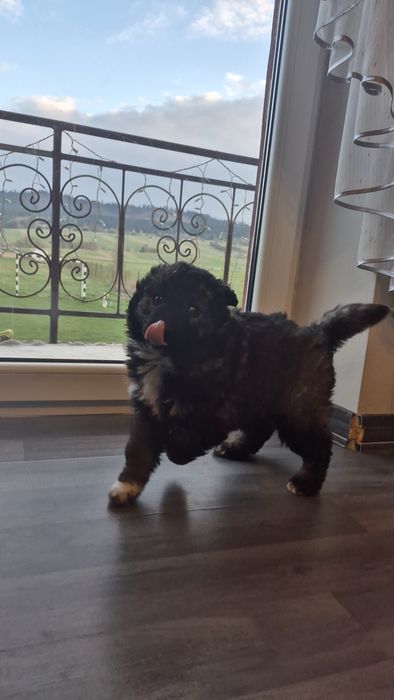 Do adopcji Suczka