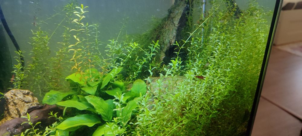 Podas de Pearl weed - planta aquática