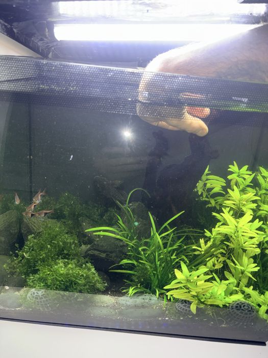 Akwarium Fluval Flex 57 L kompletny zestaw led filr rybki rośliny