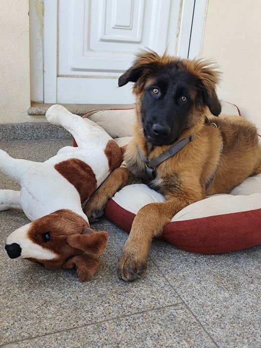 Cachorro Serra da Estrela