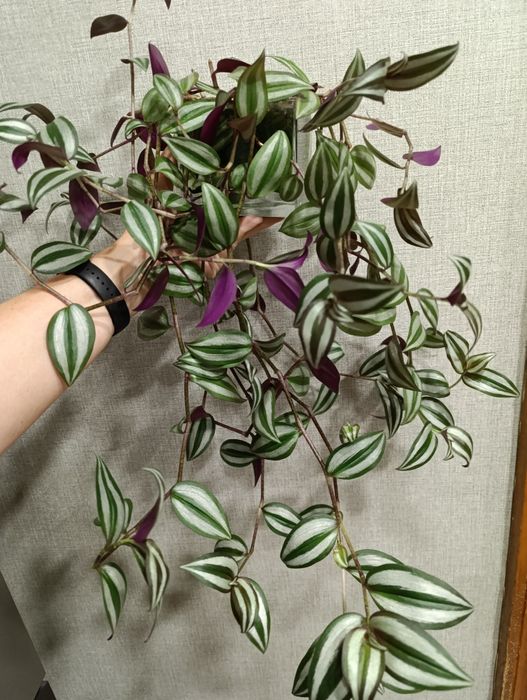 Традесканция Зебрина