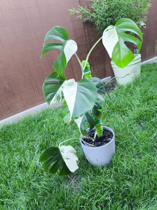Monstera Variegata