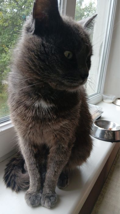 Загубився котик!!!