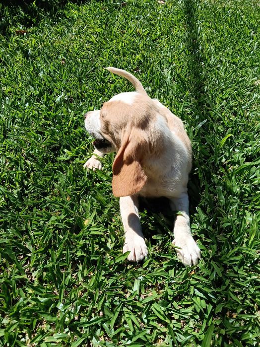 Beagle bicolor lindo