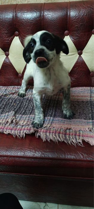 Віддамо в добрі руки