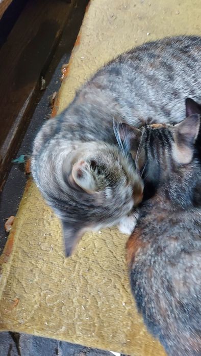 котята безкоштовно