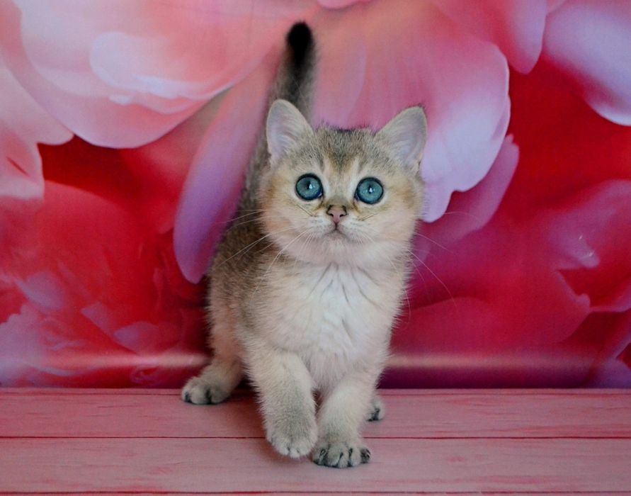 Британський хлопчик - золота шиншила