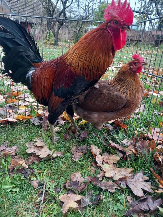 Zielononóżki koguty