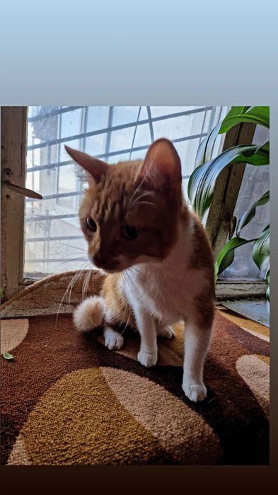 Отдам рыже-белого кота, 4 года, кастрирован