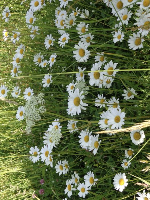 Фотоапарат Canon IXUS 177