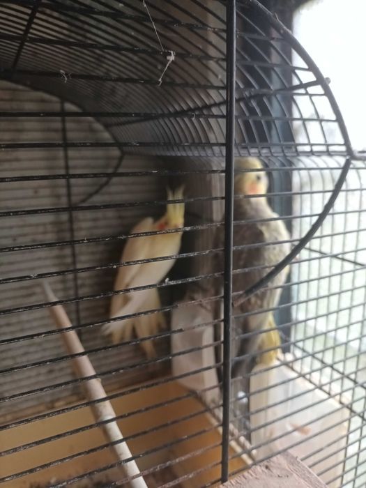 Caturras casal lindos cantadeiras