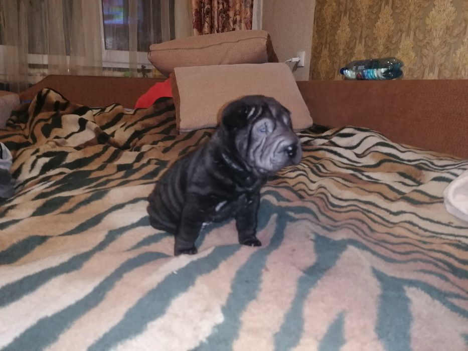 Вязка собак , черный шарпей