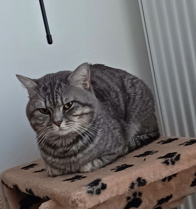 котик на в'язку.