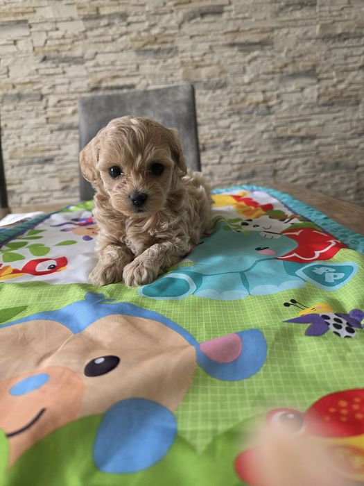Maltipoo śliczna suczka