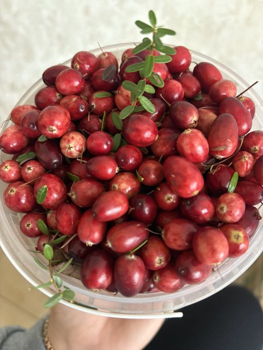 Продам журавлину великоплідну