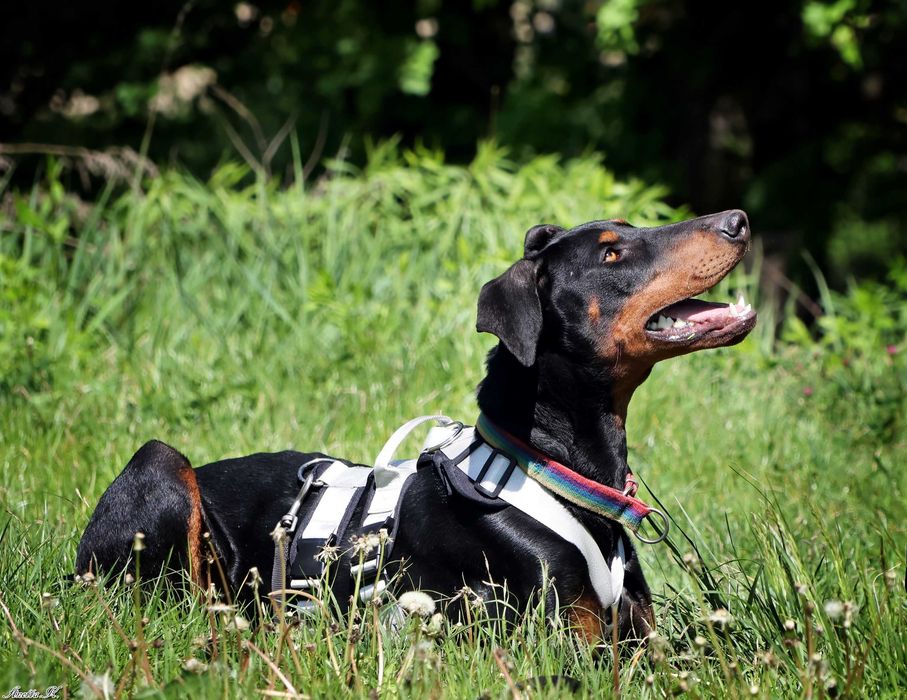 Aron - przepiękny doberman szuka domu