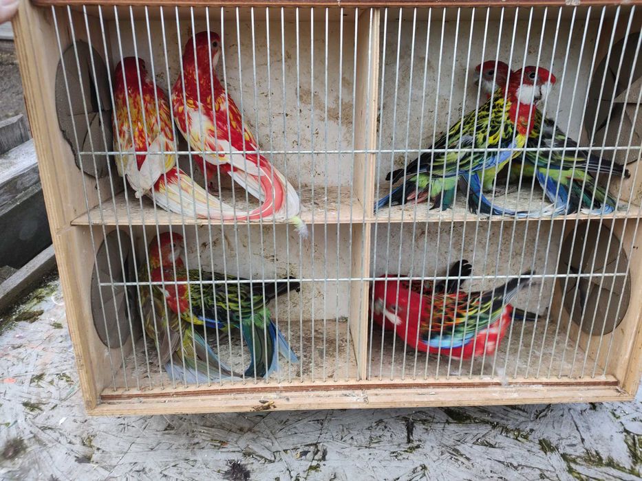 Papugi z 2025 roku różne kolory