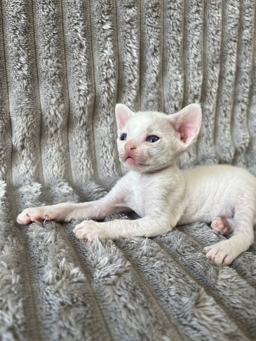 Кошенята Девон Рекс