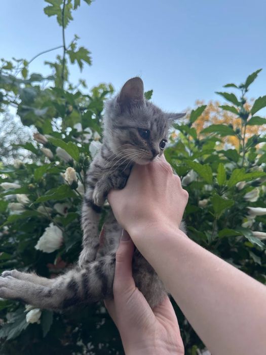 Котеня хлопчик 3 місяці