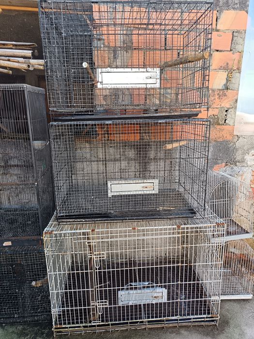 Gaiolas adaptadas para aves de bico curvo
