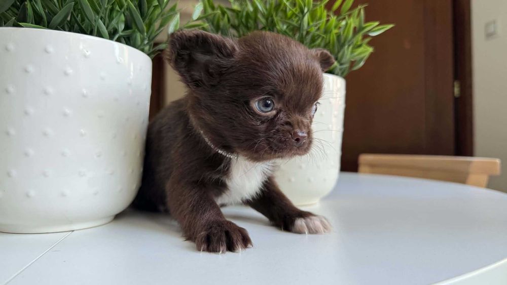 Chłopczyk Czekoladowy Chihuahua Mini 1,8kg z Rodowodem Chipem Max