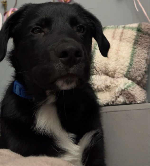 oddam pieska 5 miesięcznego