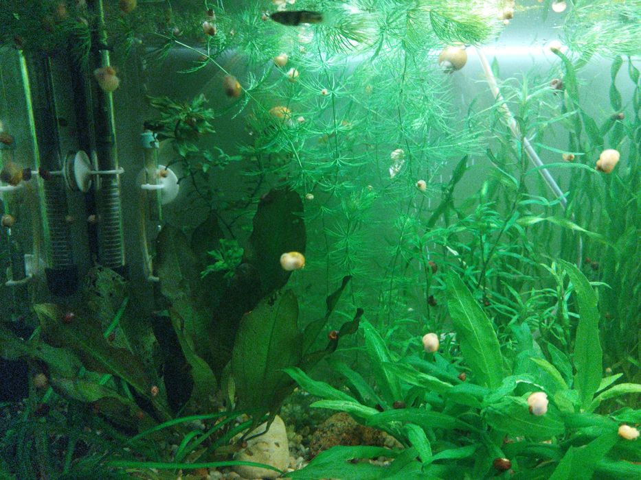 Sprzedam ślimaki z własnego chowu