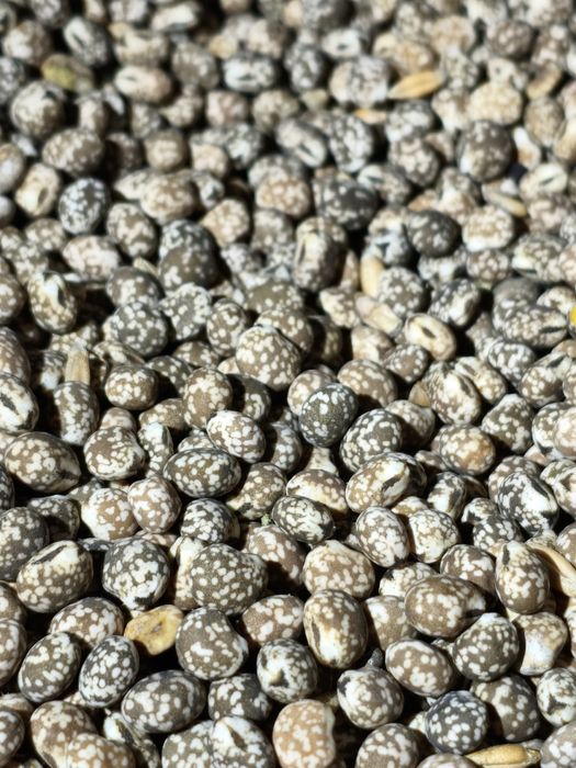 Łubin wąskolistny sprzedam