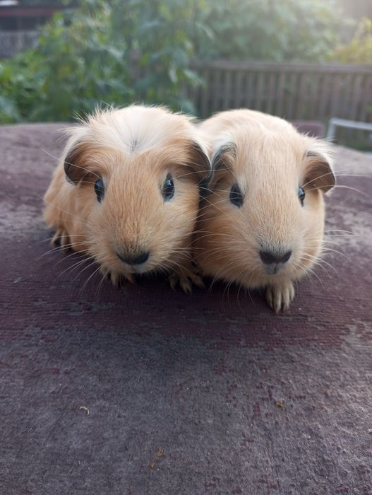 Морські свинки дівчата