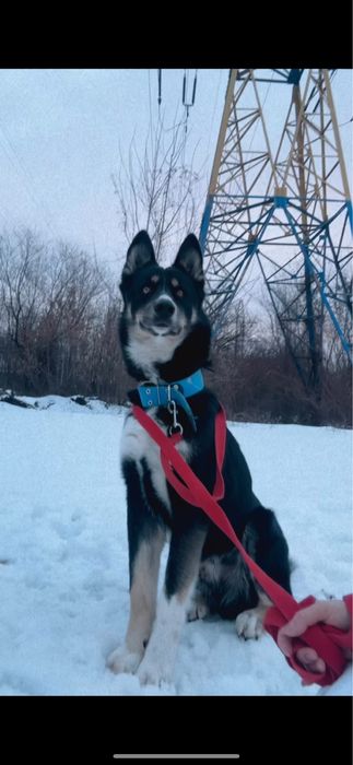 Шукаю дім песику безкоштовно