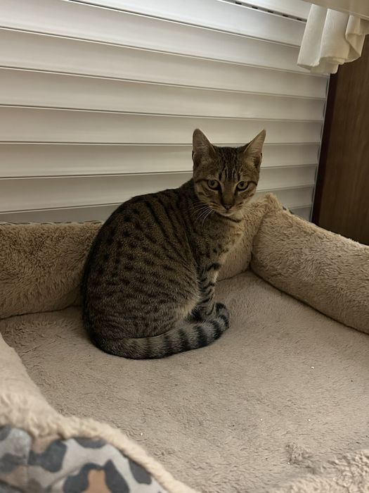 2 Gatinhos de 5 meses para adoção responsável