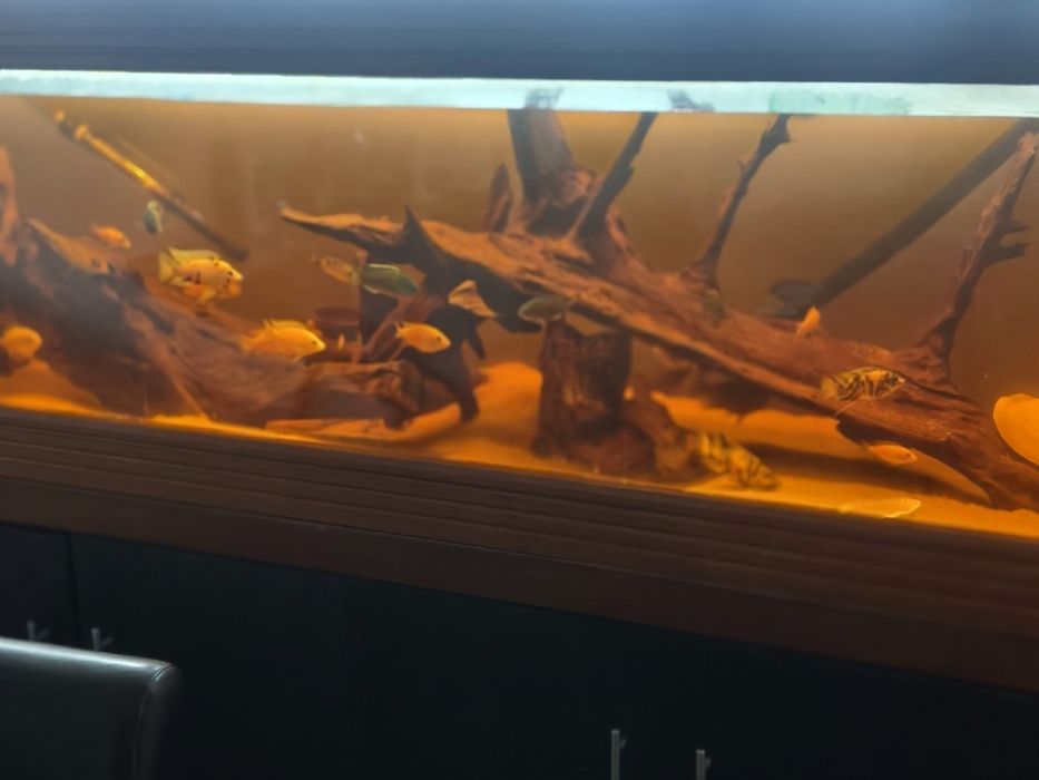 Vende ou troca troncos