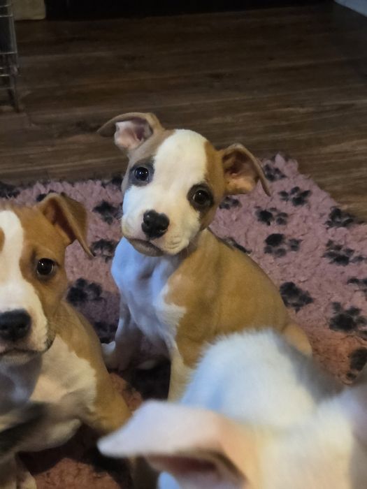 Efektowna Suczka Amstaff American Staffordshire Terrier  ZKwP FCI