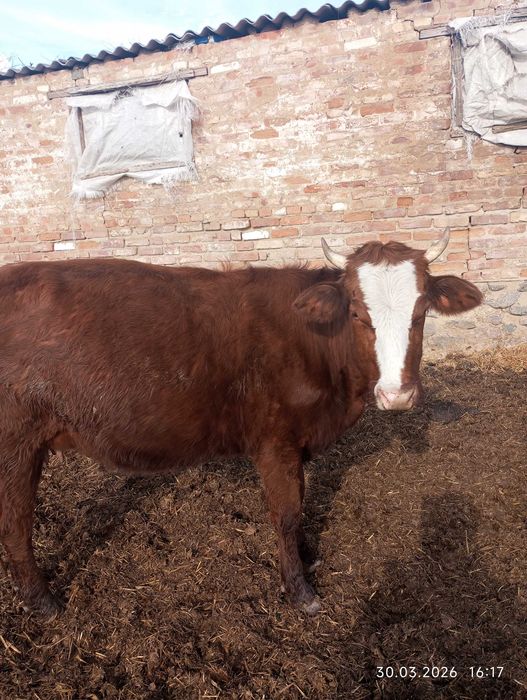 Тёлки тільні та і есть телята малі від Неділі і до  2місяців