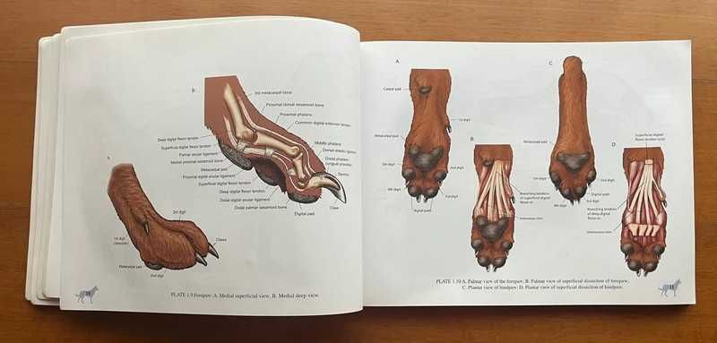 Color Atlas Of Small Animal Anatomy