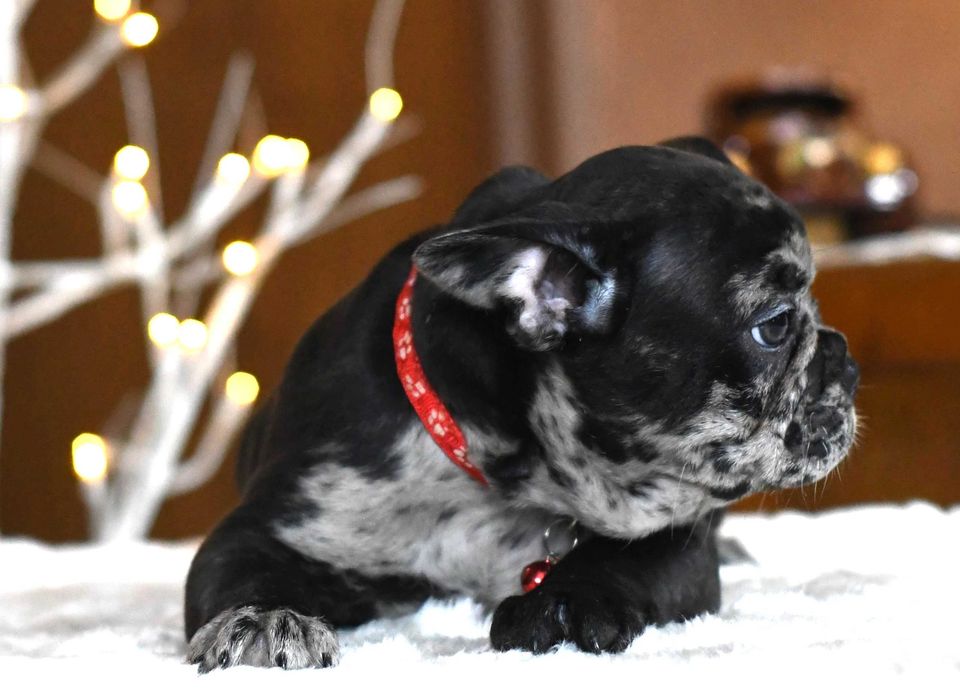 Buldog francuski sunia LENA