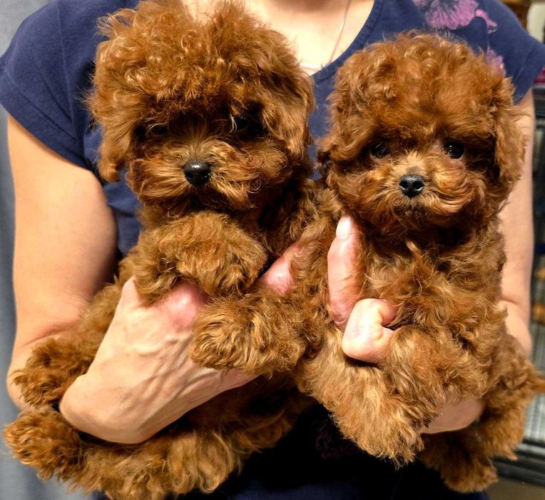 pudel teacup dziewczyna linia chinska