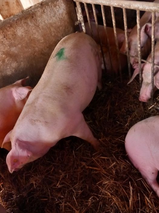 Loszki świeżo zaproszone 8-10szt