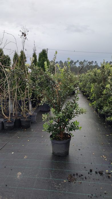 Plantas metrosideros