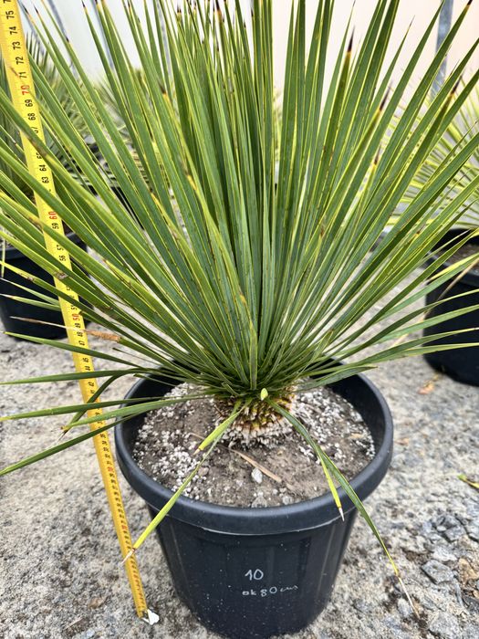 Juka Rostrata Yucca Rostrata ok 80 cm