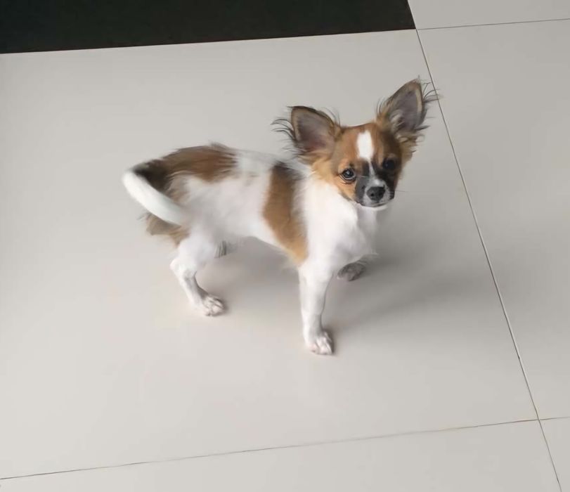 Piękny długowłosy samiec Chihuahua  Lipton - Już czeka na nowy domek.