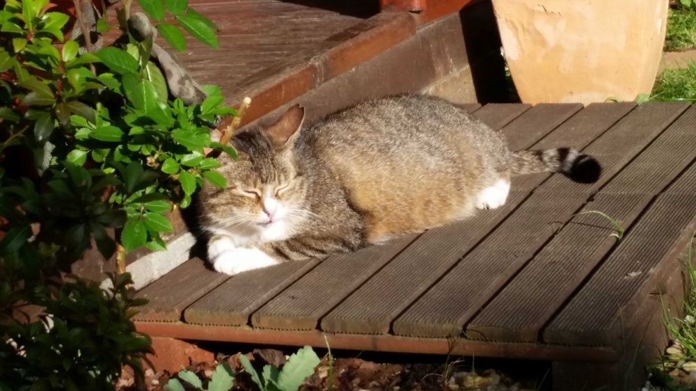 Nadal Poszukiwana Kotka