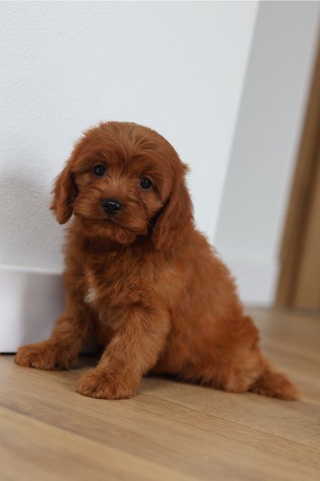 Cavapoo suczka Red