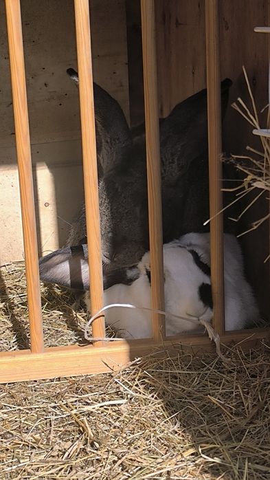 Sprzedam młode króliki po belgu z rodowodem waga docelowa 8-9  kg