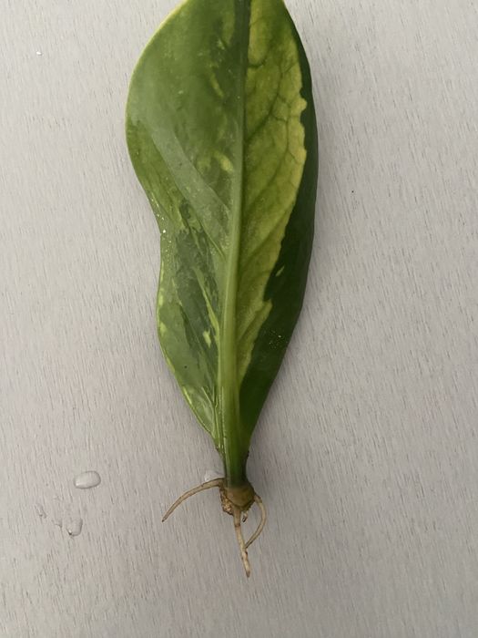 Zamiokulkas variegata, młody sadzonek